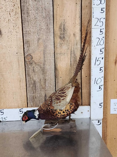 Ringneck Pheasant Full Body Bird Taxidermy
