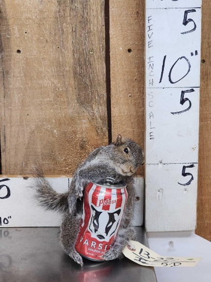Drunken Squirrel Taxidermy Mount