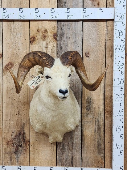 Alaskan Dall Sheep Shoulder Mount