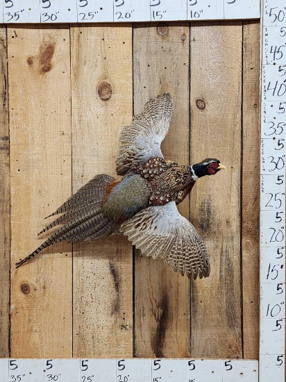 Ringneck Pheasant In Flight Bird Taxidermy