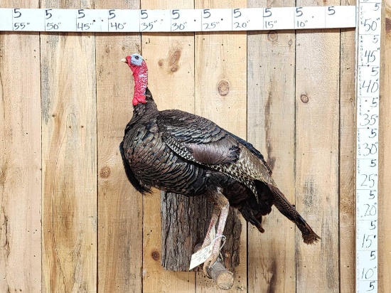 Turkey On A Limb Full Body Bird Taxidermy