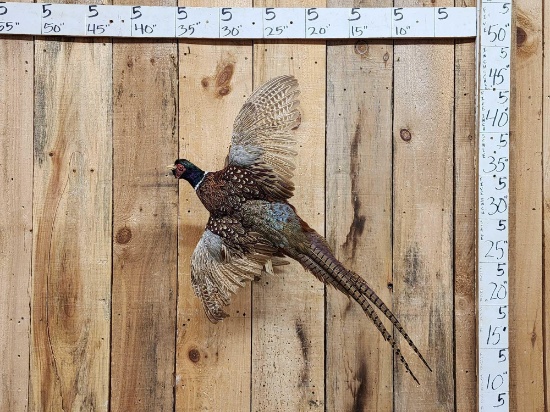 Ringneck Pheasant In Flight Bird Taxidermy