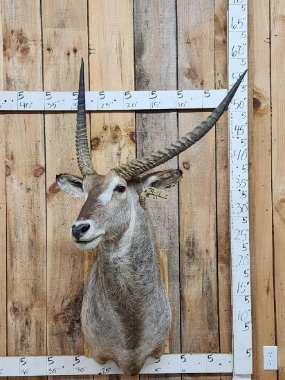 African Waterbuck Shoulder Mount Taxidermy