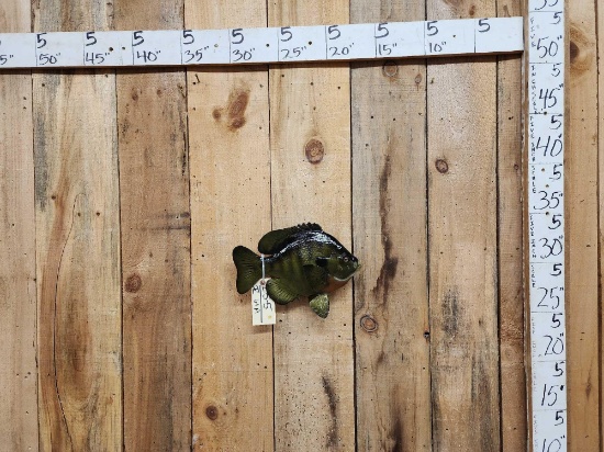 14" Bluegill Reproduction Fish Taxidermy