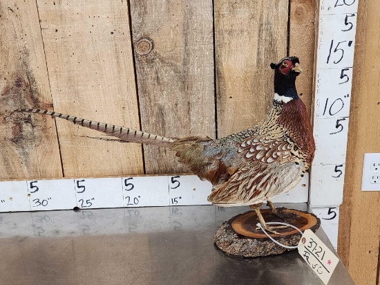Ringneck Pheasant Full Body Bird Taxidermy