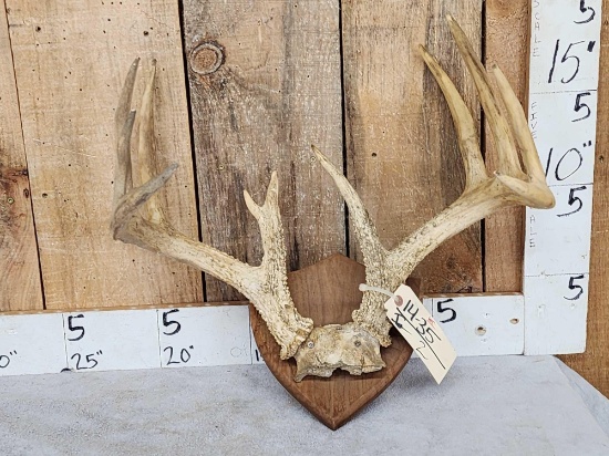 6x5 Whitetail Antlers On Plaque