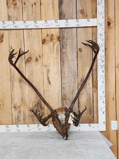 Double Shovel Caribou Antlers On Plaque