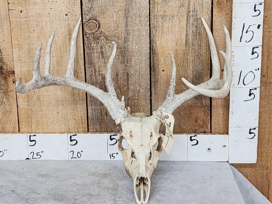 5x5 Whitetail Antlers On Skull