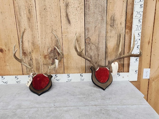 2 Sets Of Mule Deer Antlers On Plaques