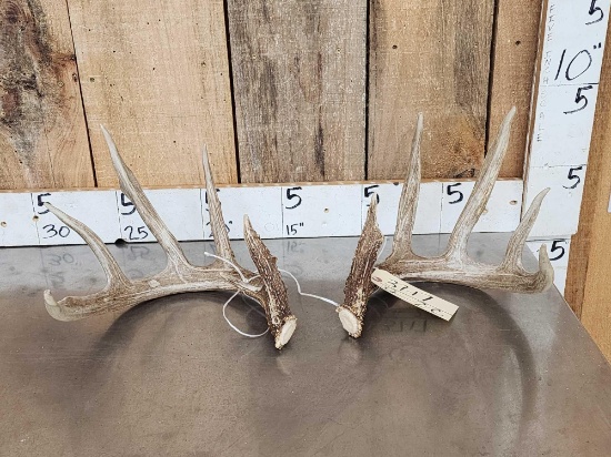 Wild Iowa 5x5 Whitetail Shed Antlers