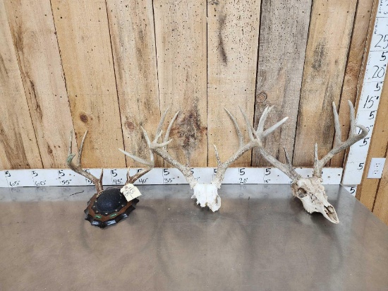 3 Sets Of Whitetail Antlers