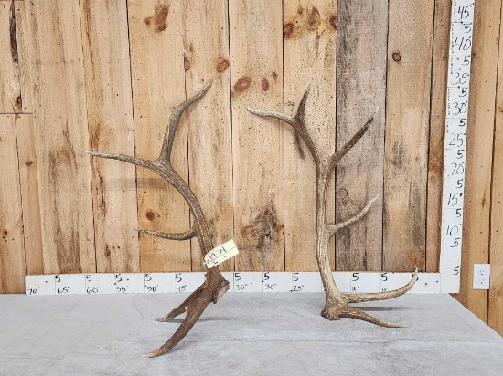 Set of 6x6 Elk Shed Antlers