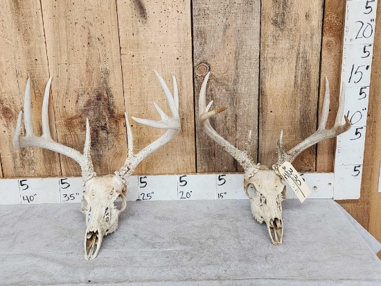 2 Sets Of Whitetail Antlers On Skull