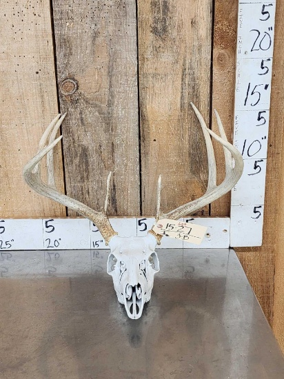 4x5 Whitetail Antlers On Skull