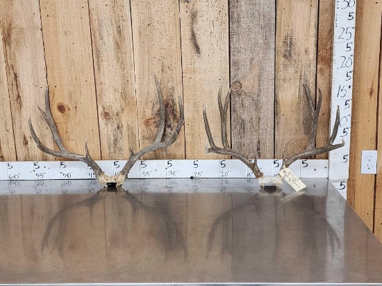 2 Sets Of Mule Deer Antlers On Skull Plate