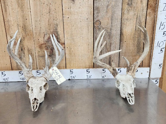 2 Sets Of Whitetail Antlers On Skull Plate