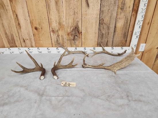Mixed Antler Lot