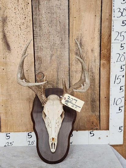 6x4 Whitetail Antlers On Skull With Plaque