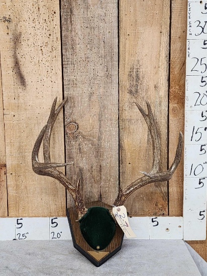 5x5 Mule Deer Antlers On Plaque