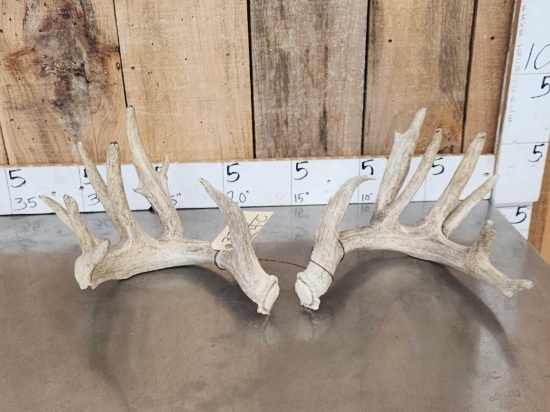 Main Frame 5x5 Whitetail Shed Antlers