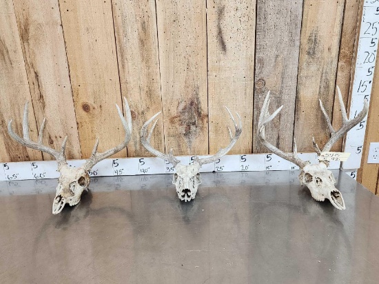 3 Sets Of Whitetail Antlers On Skull