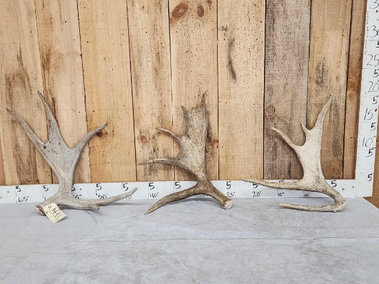 12.1 Lbs Of Moose Antler