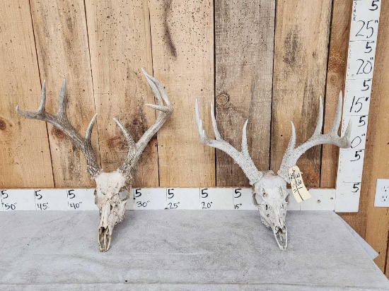 2 Sets Of Whitetail Antlers On Skull