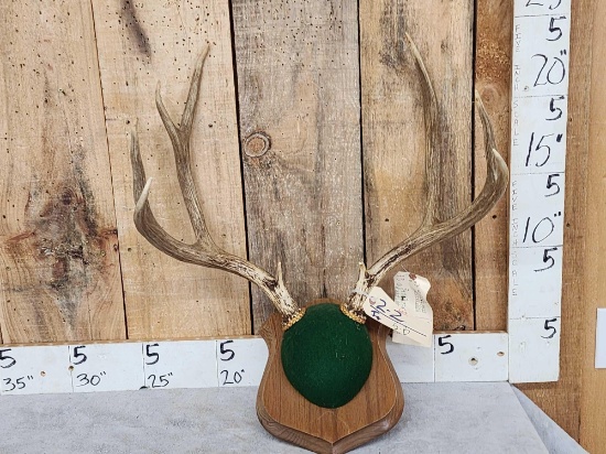 4x5 Mule Deer Antlers On Plaque
