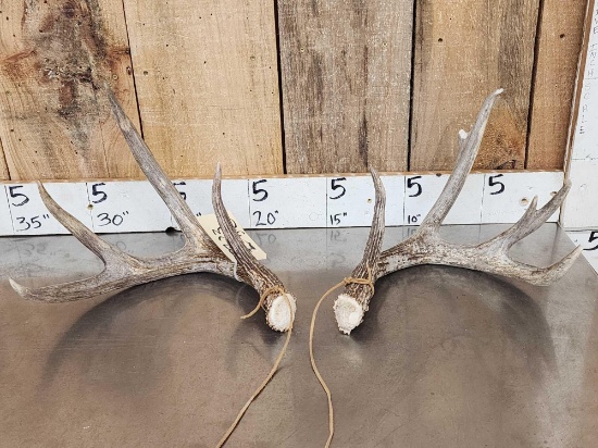4x4 Whitetail Shed Antlers