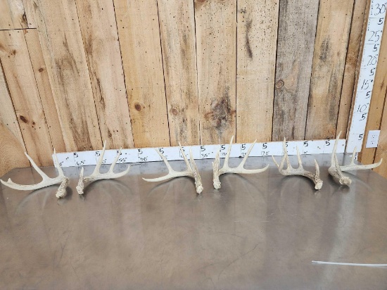 3 Sets Of Whitetail Shed Antlers