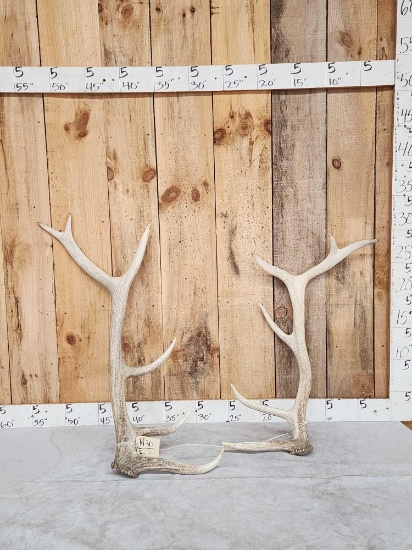 Set Of 6x6 Elk Shed Antlers