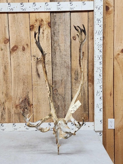 Caribou Antlers On Skull Plate