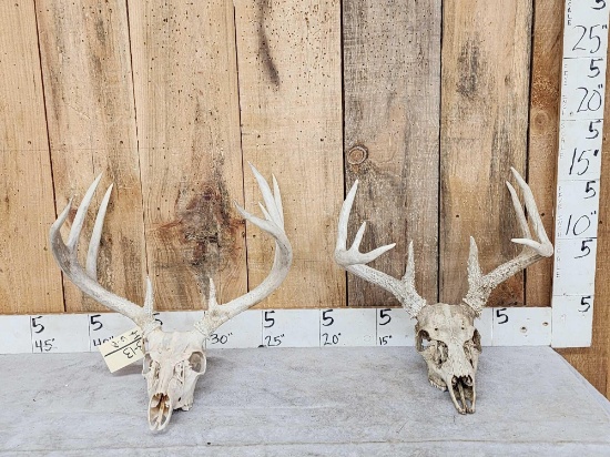 2 Sets Of Whitetail Antlers On Skull