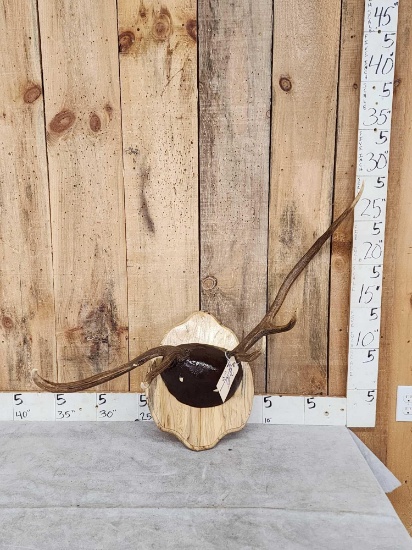 Freak Nontypical Elk Antlers On Plaque