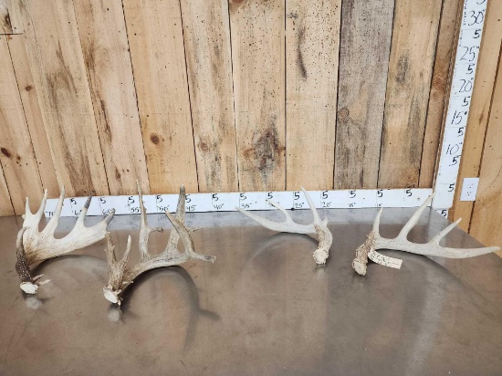 9 Lbs Of Whitetail Shed Antlers