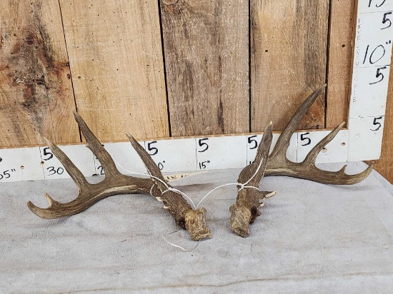 5x5 Whitetail Antlers On Split Skull Plate