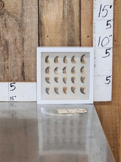 20 Black Bear Claws In Frame Taxidermy