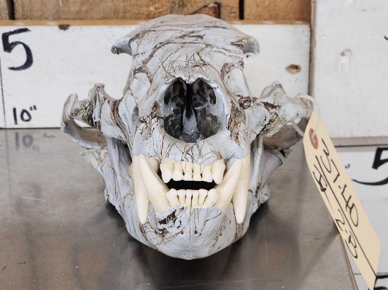 Cammo Dipped Black Bear Skull Taxidermy