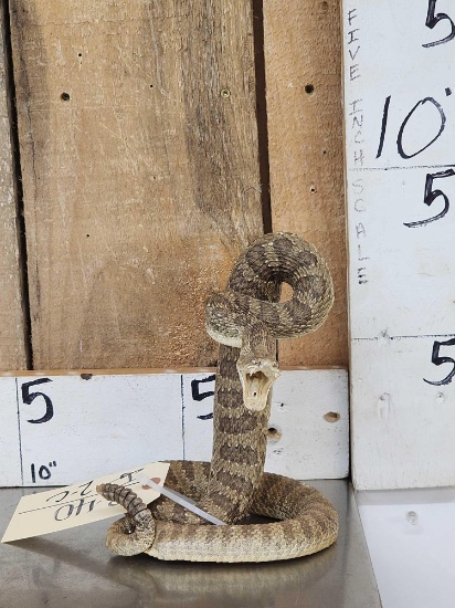 Rattlesnake Full Body Taxidermy Mount