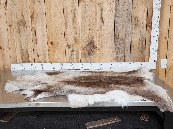 Soft Tanned Reindeer Skin Taxidermy