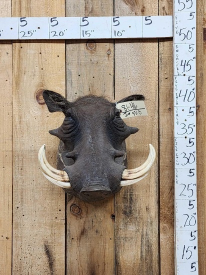African Warthog Shoulder Mount Taxidermy