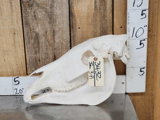 Zebra Skull Taxidermy