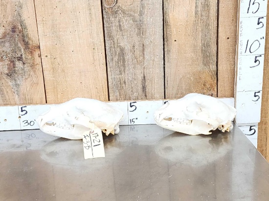 2 Nice Black Bear Skulls Taxidermy