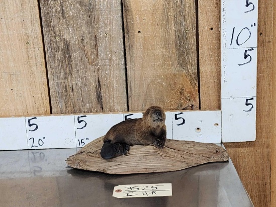 Baby Beaver Relaxing On Driftwood Taxidermy