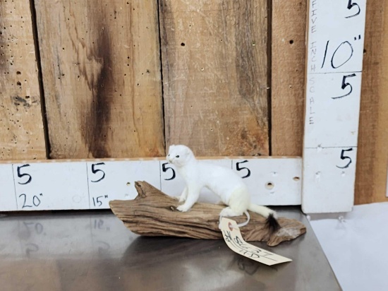 White Weasel Full Body Taxidermy Mount