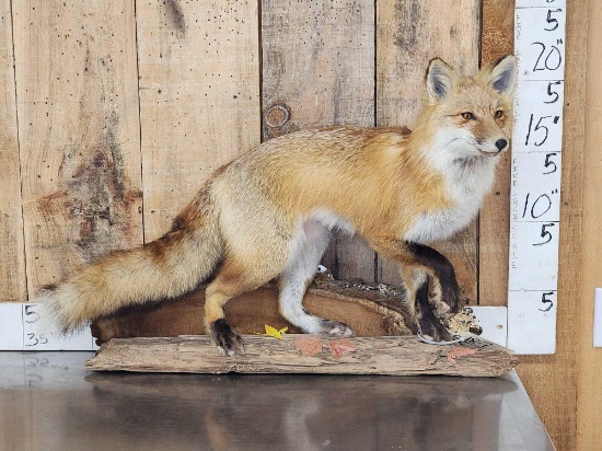 Red Fox Full Body Taxidermy Mount