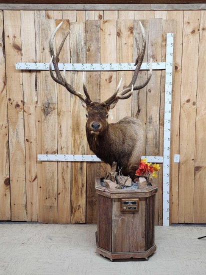 Big 6x6 Rocky Mountain Elk Pedestal Taxidermy Mount
