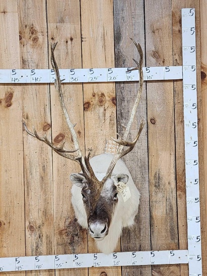 Peary Caribou Shoulder Mount Taxidermy