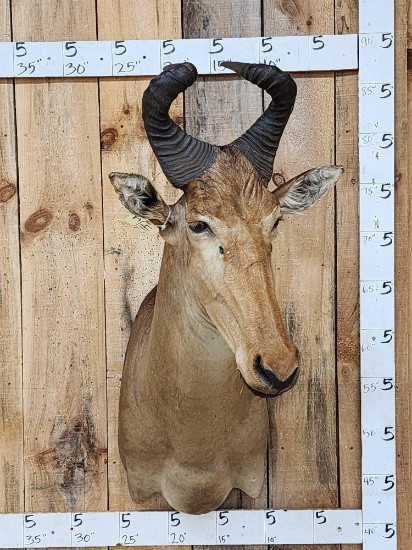 African Liechtenstein Hartebeest Shoulder Mount Taxidermy