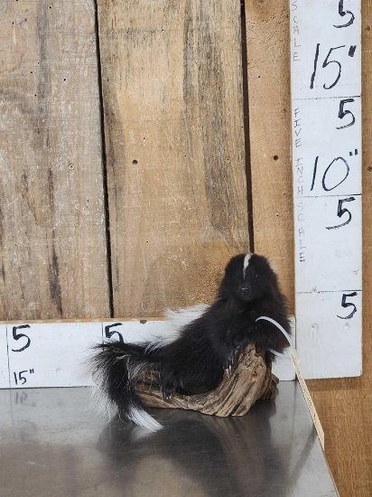 Baby Skunk Relaxing On Driftwood Taxidermy